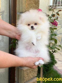 Boo Pomeranian Teddy Bear Orjinal Show Kalite 2