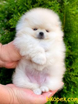 Boo Pomeranian Teddy Bear Orjinal Show Kalite 3