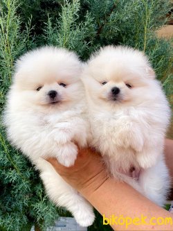 Boo Pomeranian Teddy Bear Orjinal Show Kalite 1