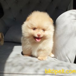Boo Pomeranian Teddy Face Yavrular 2