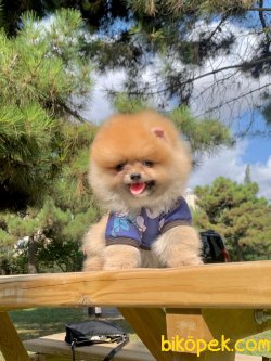 Boo Pomeranian Teddy Face Yavrular 2