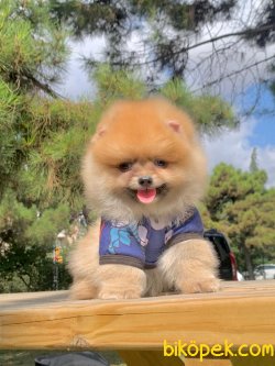 Boo Pomeranian Teddy Face Yavrular 3