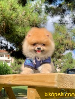 Boo Pomeranian Teddy Face Yavrular 1