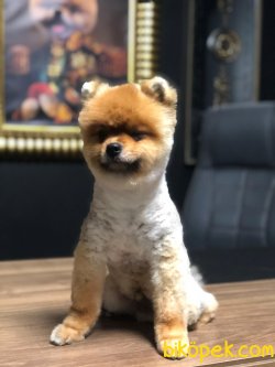 Boo Pomeranian Yavru Ve Yetişkinler 4