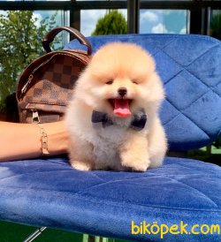 Boo Pomeranian Yavrular 2