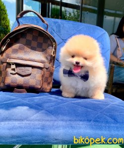 Boo Pomeranian Yavrular 1