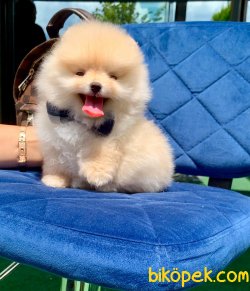 Boo Pomeranian Yavrular 4