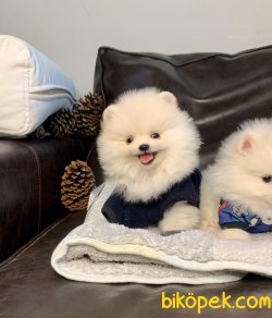 Boo Pomeranian Yavrular 1