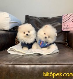 Boo Pomeranian Yavrular 2