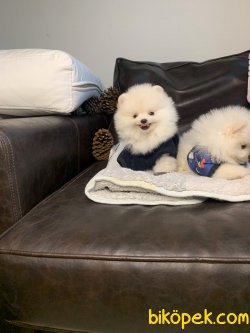 Boo Pomeranian Yavrular 3