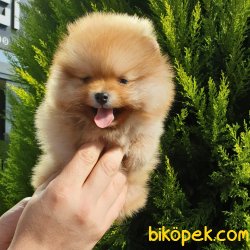 Boo Pomeranian Yavrular 3