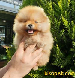 Boo Pomeranian Yavrular 1