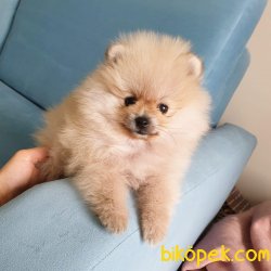 Boo Pomeranian Yavrular 3