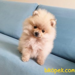 Boo Pomeranian Yavrular 1