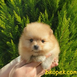 Boo Pomeranian Yavrular 2
