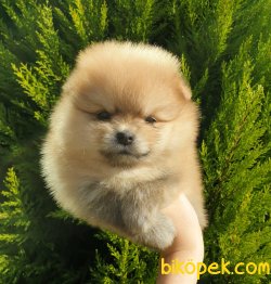 Boo Pomeranian Yavrular 3