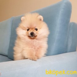 Boo Pomeranian Yavrular 1