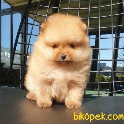 Boo Pomeranian Yavrular 3
