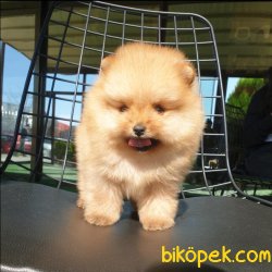 Boo Pomeranian Yavrular 2