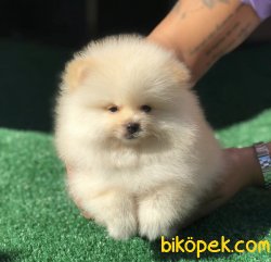 Boo Pomeranian Yavrular 3