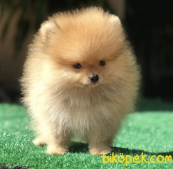 Boo Pomeranian Yavrular 1