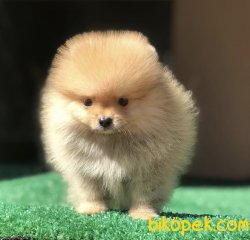 Boo Pomeranian Yavrular 2