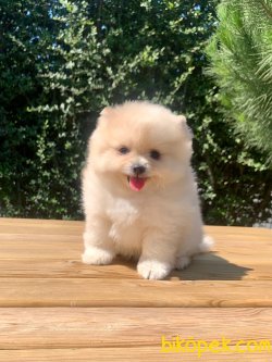 Boo Pomeranian Yavrular 3