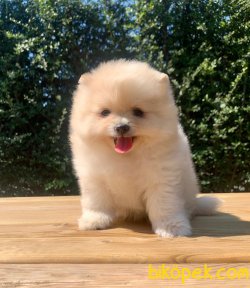 Boo Pomeranian Yavrular 2
