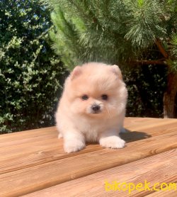 Boo Pomeranian Yavrular 1