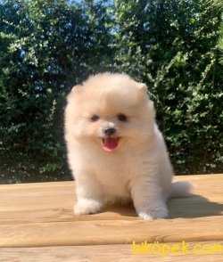 Boo Pomeranian Yavrular 4
