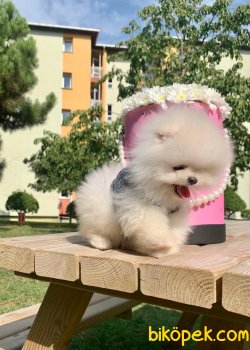 Boo Pomeranian Yavrular 4