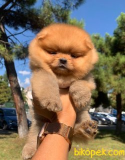 Boo Pomeranian Yavrular 1