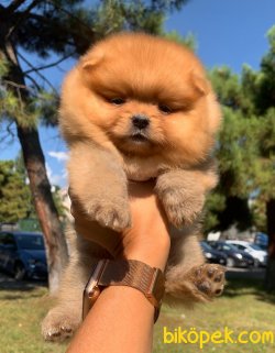 Boo Pomeranian Yavrular 3