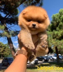 Boo Pomeranian Yavrular 2