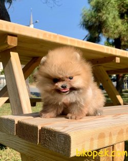 Türkiyenin En Şirin Pomeranian Yavruları 3