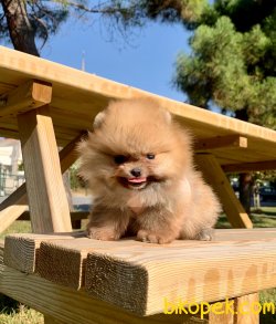 Türkiyenin En Şirin Pomeranian Yavruları 1
