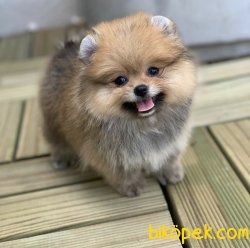 Boo Pomeranian Yavrular 2