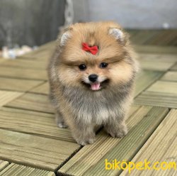 Boo Pomeranian Yavrular 4