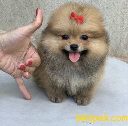 Boo Pomeranian Yavrular 1