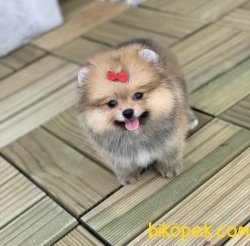 Boo Pomeranian Yavrular 3