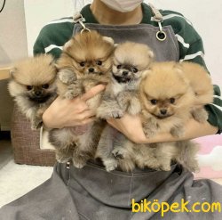 Boo Pomeranian Yavrular 3