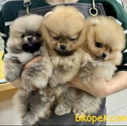 Boo Pomeranian Yavrular 1