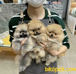 Boo Pomeranian Yavrular 2