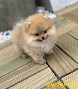 Boo Pomeranian Yavrular 1