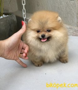 Boo Pomeranian Yavrular 2