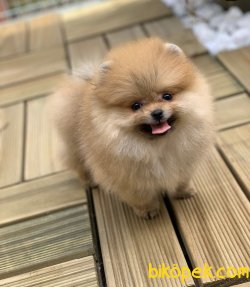 Boo Pomeranian Yavrular 3