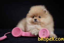 Boo Pomeranian Yavrular 3