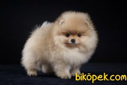 Boo Pomeranian Yavrular 2