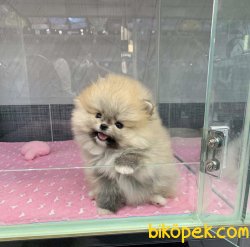 Boo Pomeranian Yavrular 1