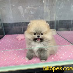 Boo Pomeranian Yavrular 2
